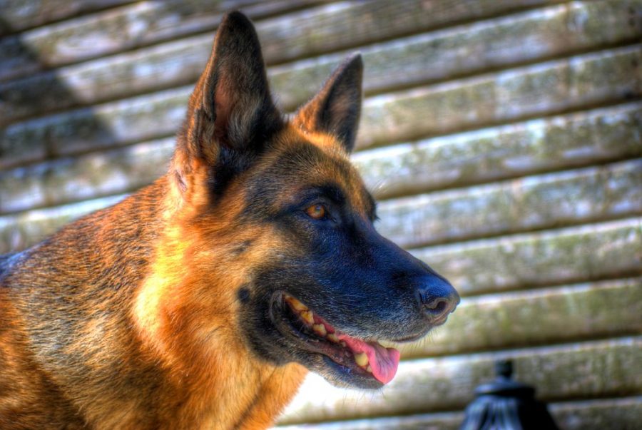 German Shepherd HDR by Damian Synnott is licensed under CC BY-NC-ND 2.0