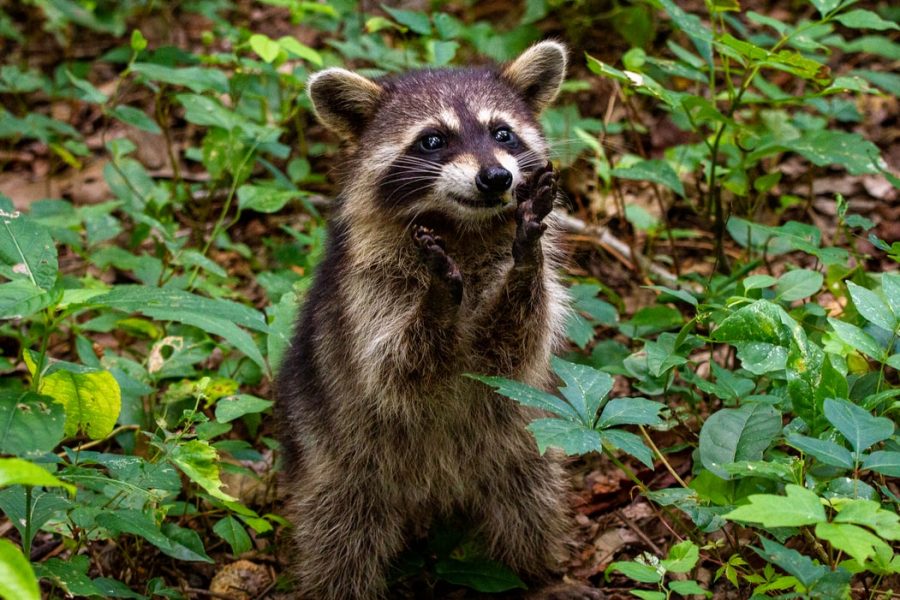 This raccoon just wants to be your friend.
