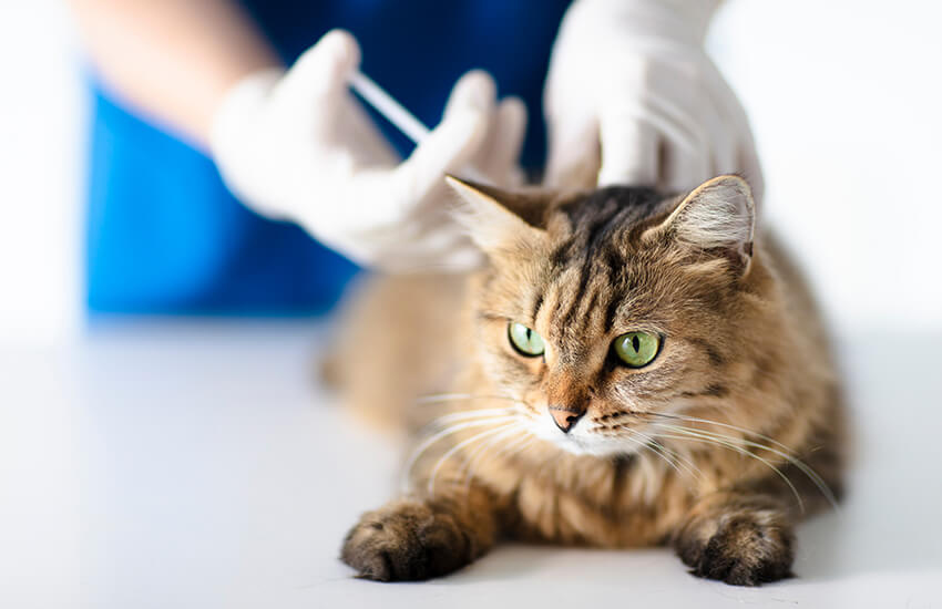 Covid-19 Vaccinations for Animals Are Now Available