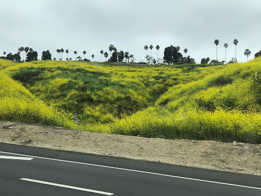 A Superbloom of Black Mustard