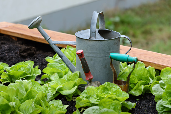 Grow Your Own Food!